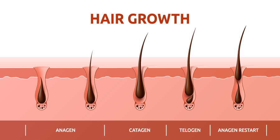 Rapid Weight Loss & Hair Thinning | Disrupts Hair Growth Cycle | Dieting Can Lead to Hair Loss | Nutrient Deficiencies | Hair Doctors Melbourne & Sydney